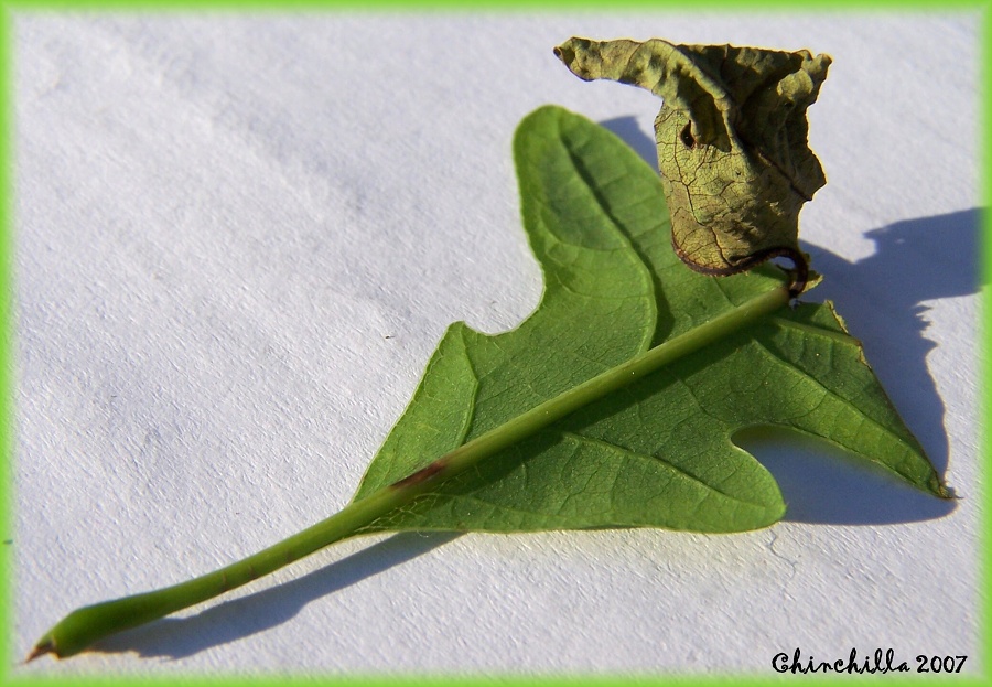 Attelabus nitens 